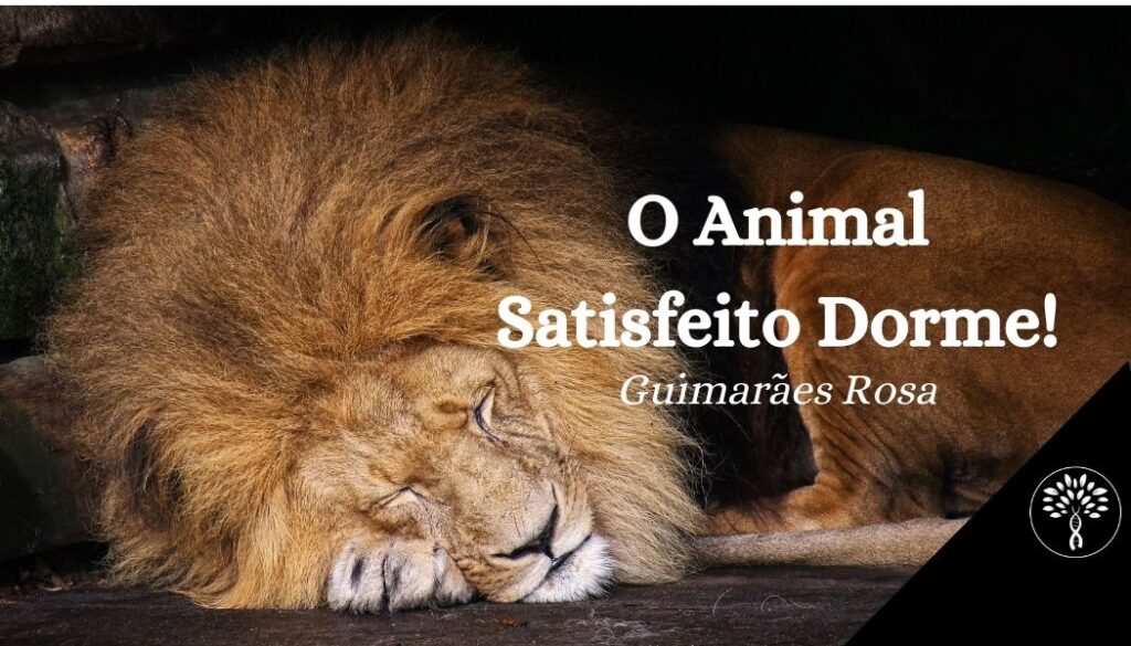 o animal satisfeito dorme, imagem de um leão dormindo